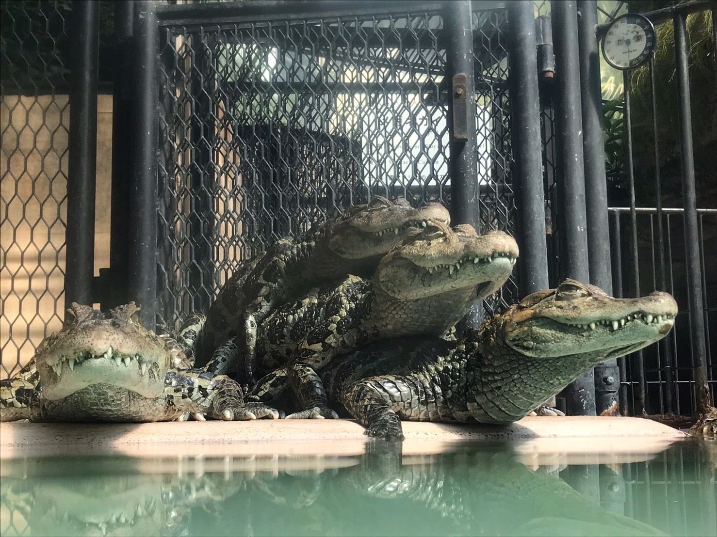 🌴 아타가와 열대 & 악어 정원 (아타가와 바나나 와니엔)